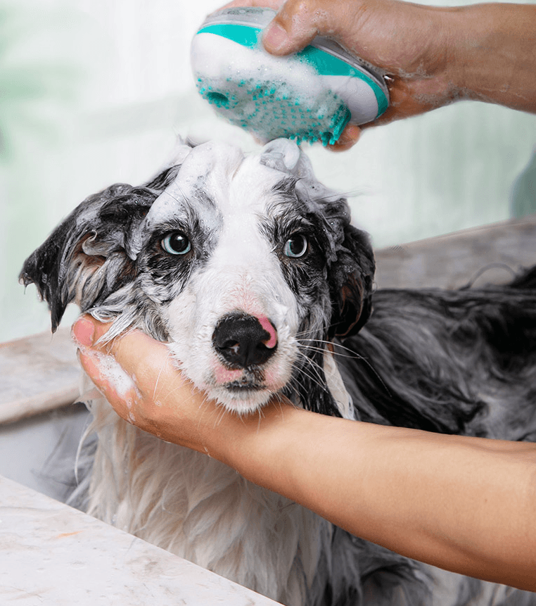 The Luxepaws Spagroom: 2-In-1 Pet Bath Massage Comb