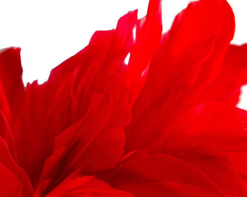 Red feather fascinator headband by Max Alexander