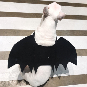 Pet Winged Canine Couture-1