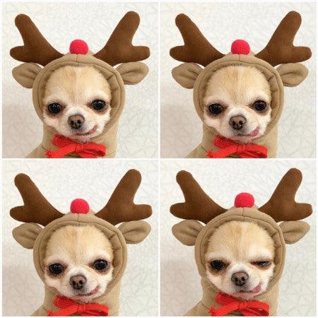 Cozy Love Sweater: Adorable Autumn And Winter Clothing For Small And Medium Dogs