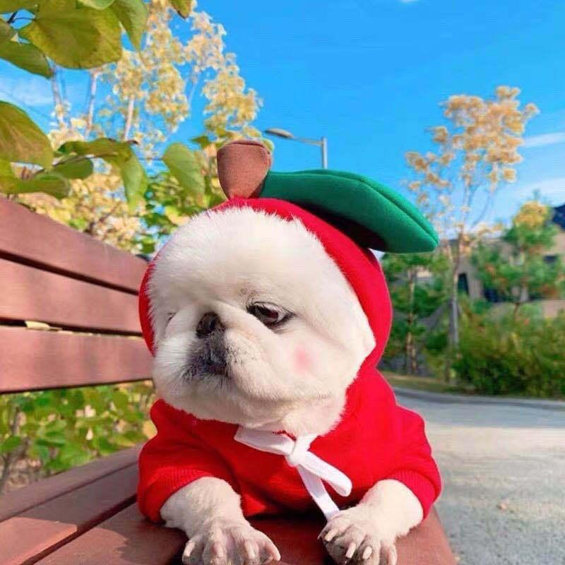 Cozy Love Sweater: Adorable Autumn And Winter Clothing For Small And Medium Dogs