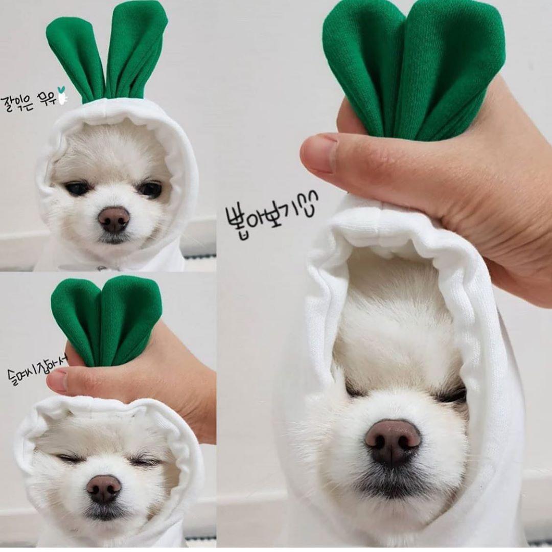 Cozy Love Sweater: Adorable Autumn And Winter Clothing For Small And Medium Dogs