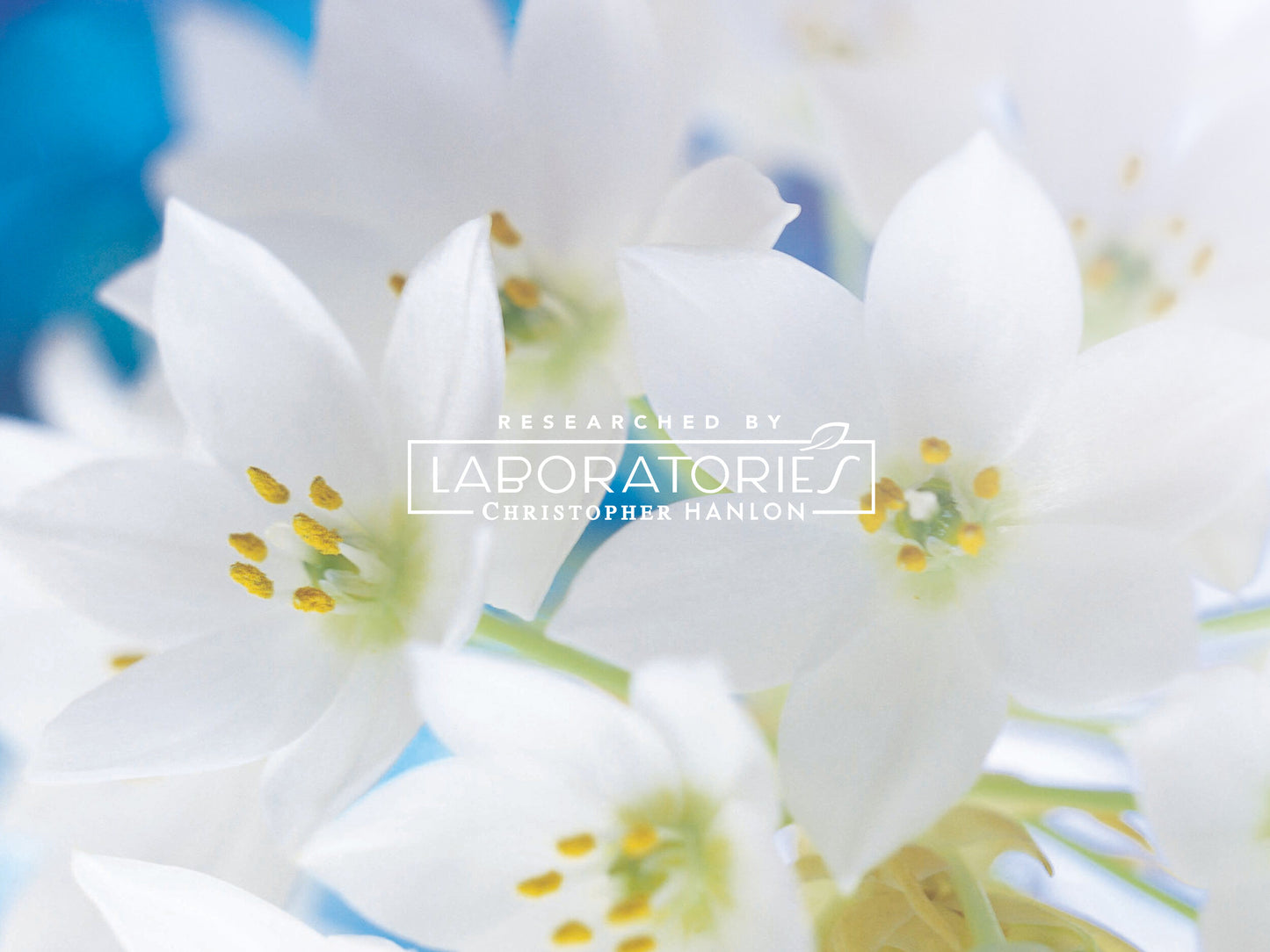 GOATS MILK, KANGAROO HONEY + TEA TREE | HAIR + BODY LUXURY SHAMPOO