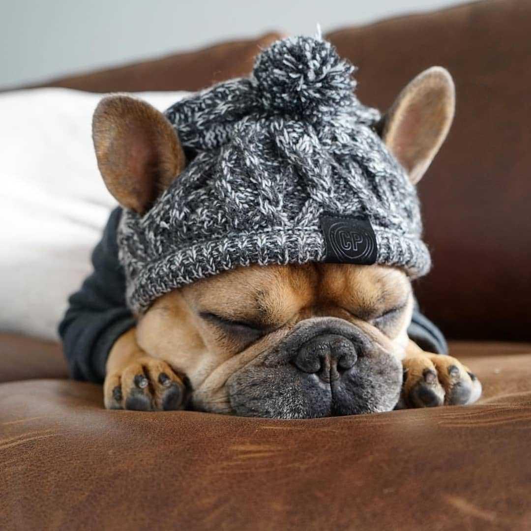 Fluffy Polar Pom Knitted Dog Hat - Winter Fashion Statement