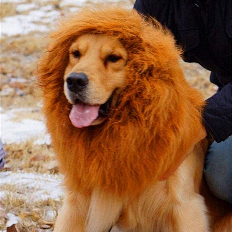 Regal King's Mane For Majestic Mutts