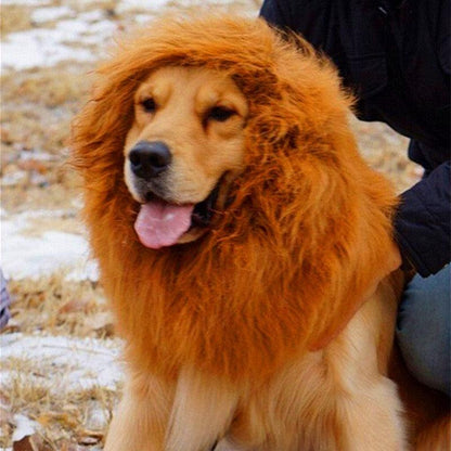 Regal King's Mane For Majestic Mutts