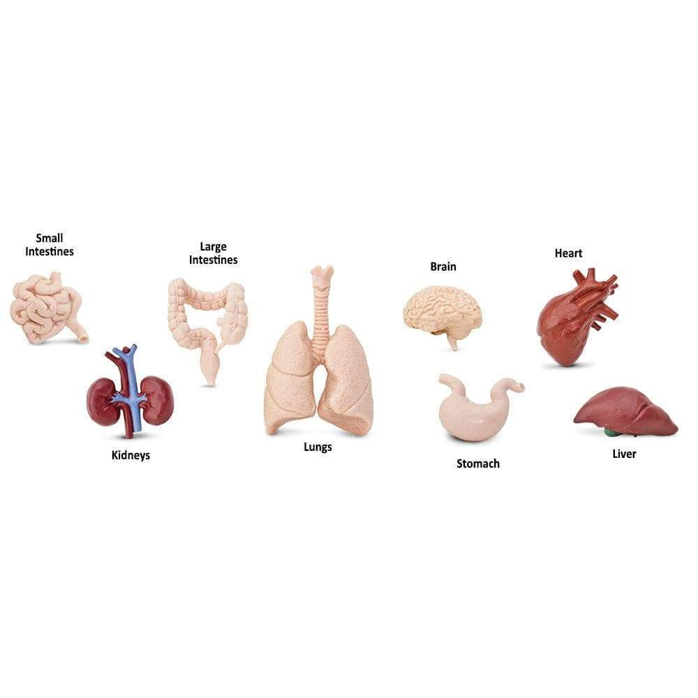Human Organ Toys TOOB®-3