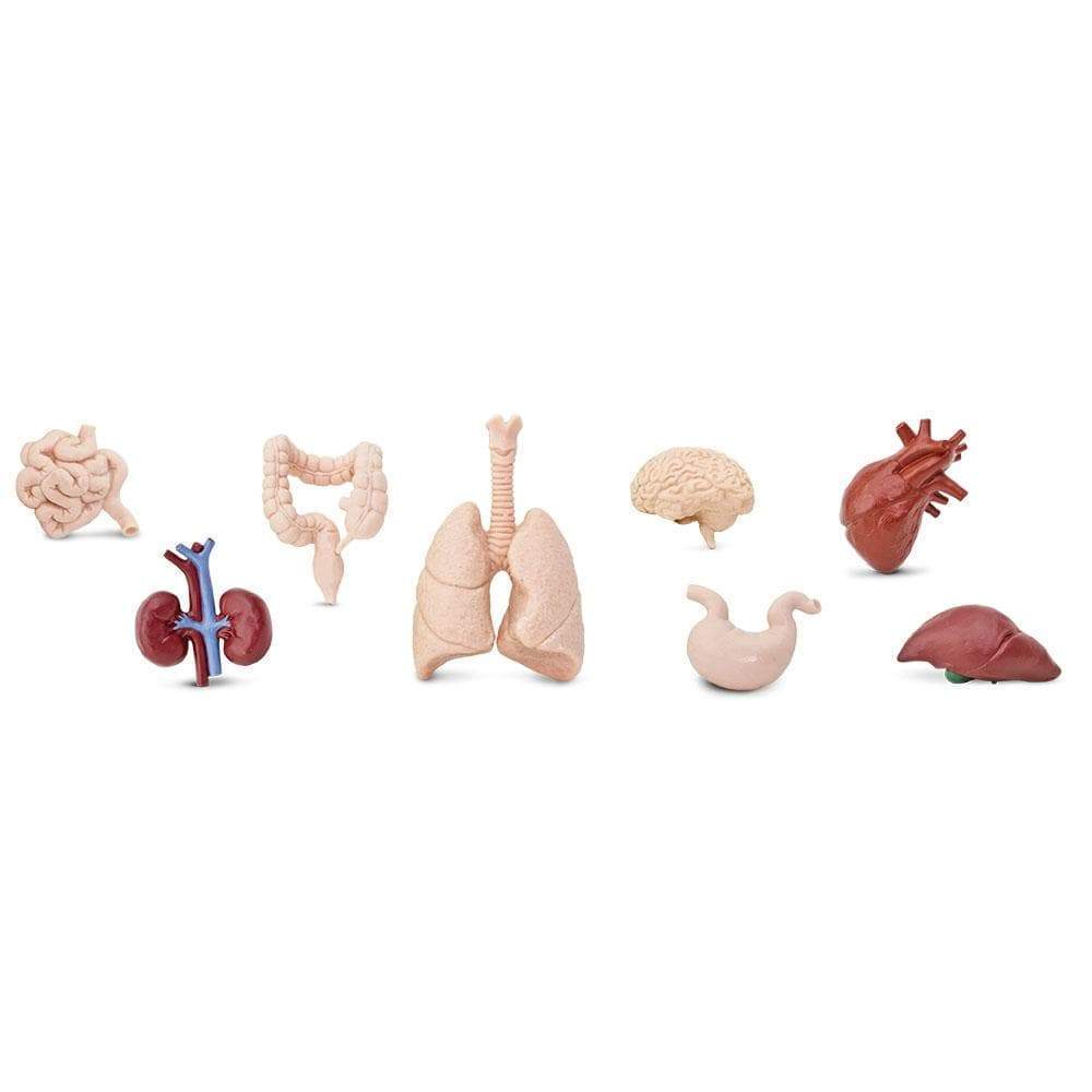Human Organ Toys TOOB®-2