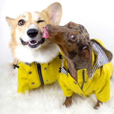 Classic British Style Dog Raincoat - Stylish And Functional Pet Clothes For Rainy Days