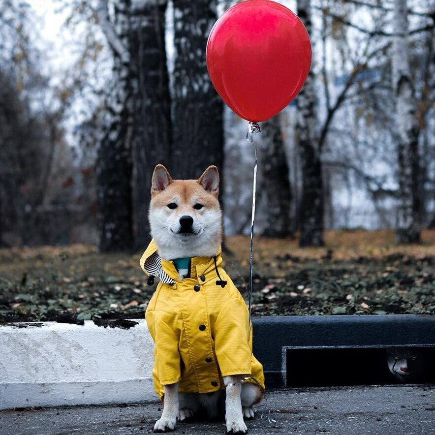 Classic British Style Dog Raincoat - Stylish And Functional Pet Clothes For Rainy Days