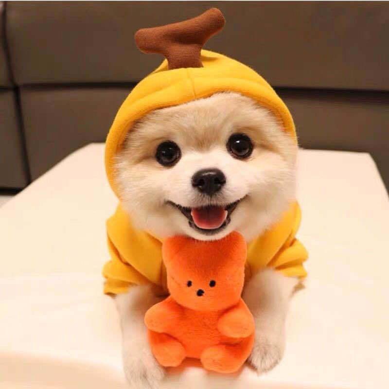 Cozy Love Sweater: Adorable Autumn And Winter Clothing For Small And Medium Dogs