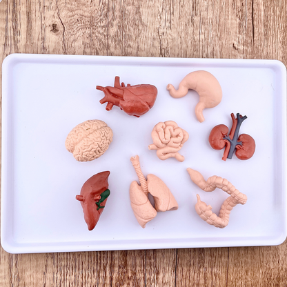 Human Organ Toys TOOB®-4