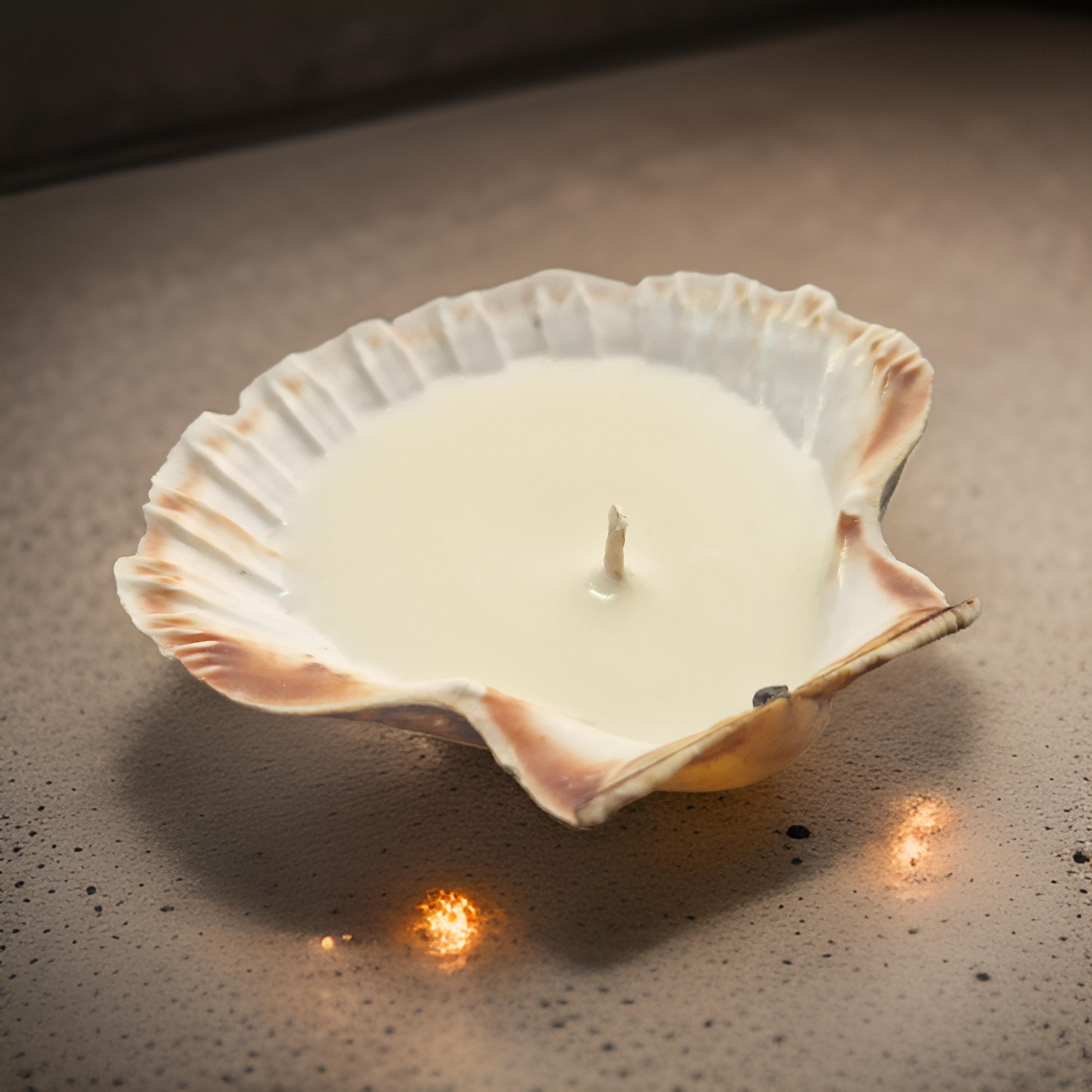 Scallop Shell Candles | Amber & Rock Salt