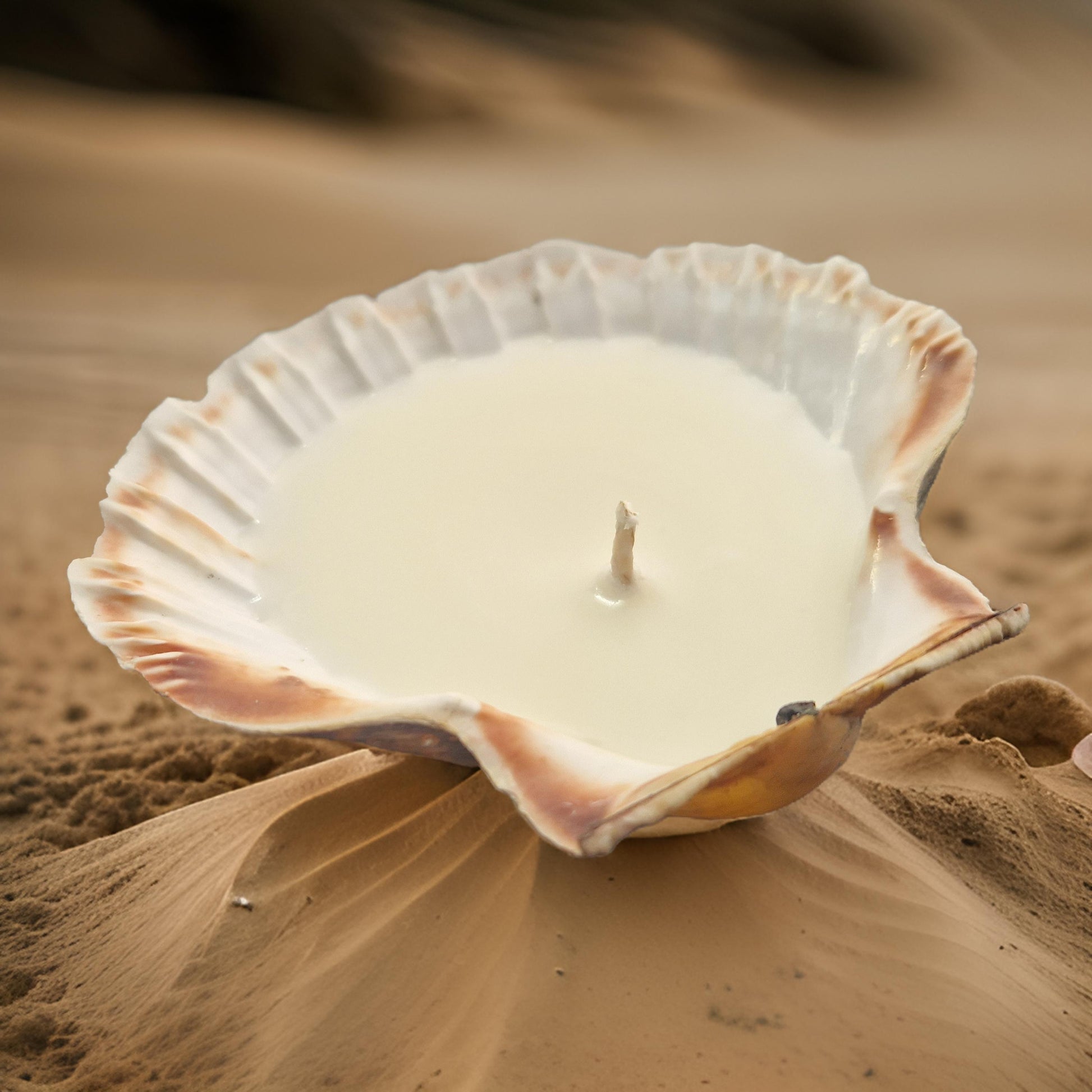 Scallop Shell Candles | Amber & Rock Salt