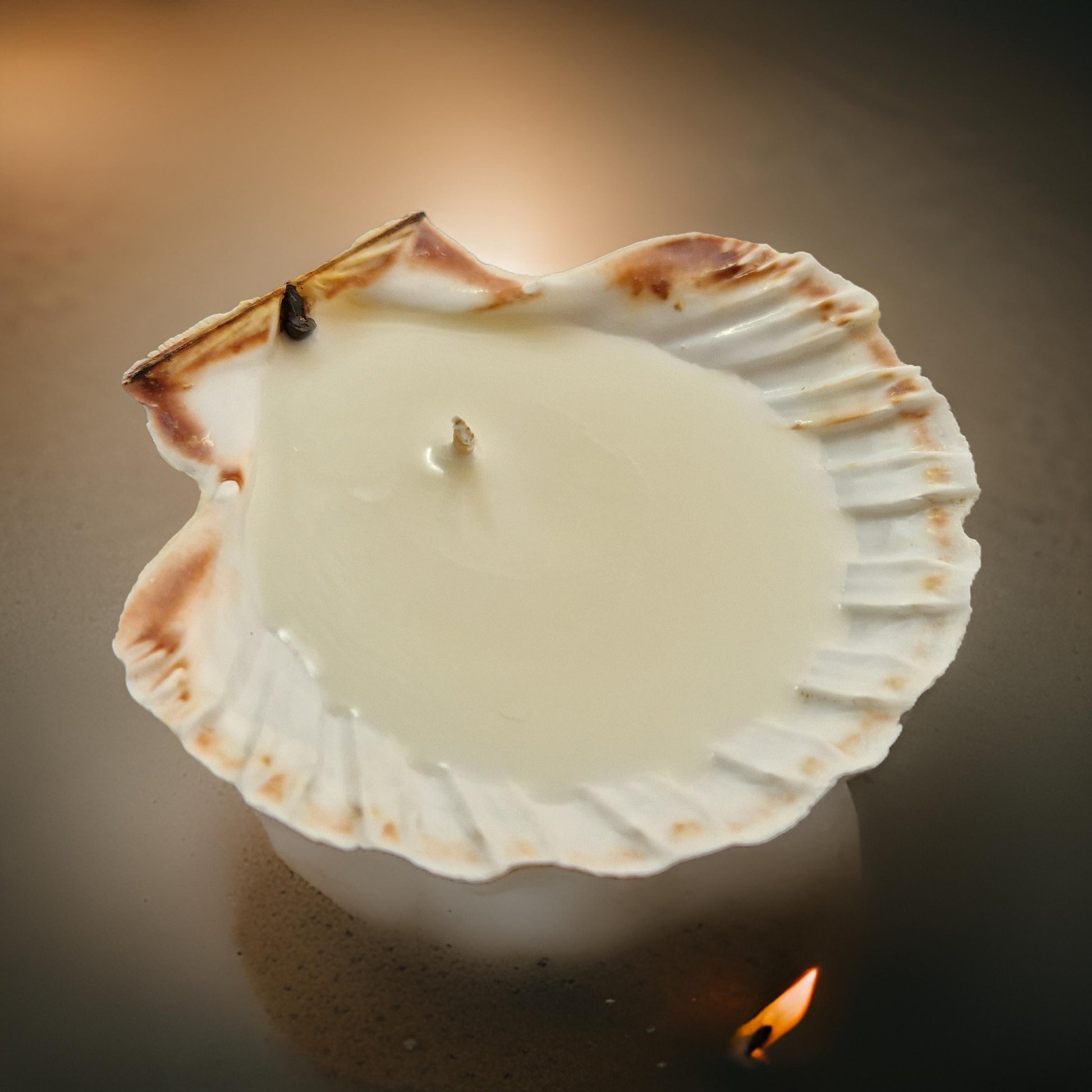 Scallop Shell Candles | Amber & Rock Salt