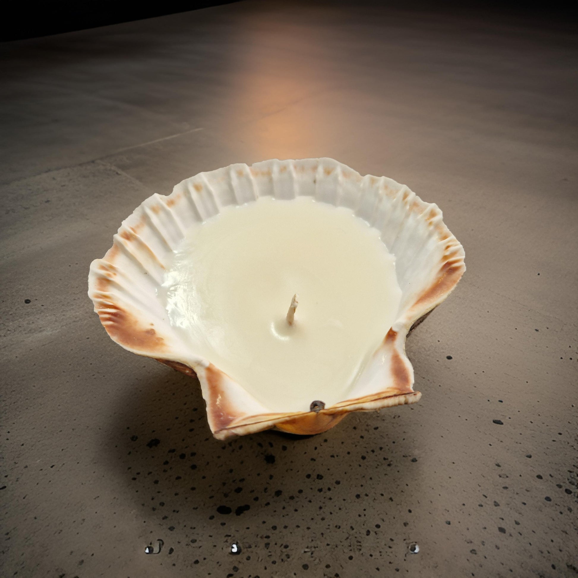 Scallop Shell Candles | Amber & Rock Salt