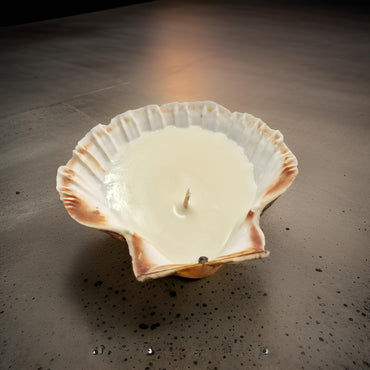 Scallop Shell Candles | Amber & Rock Salt