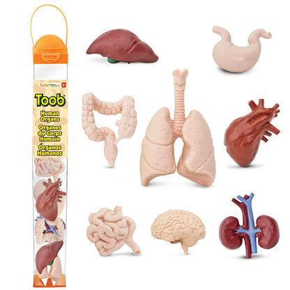 Human Organ Toys TOOB®-0